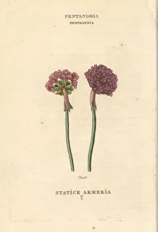 Thrift Collection: Thrift, Armeria maritima
