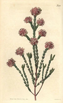 Thrift Collection: Thrift flowered heath, Erica rubella