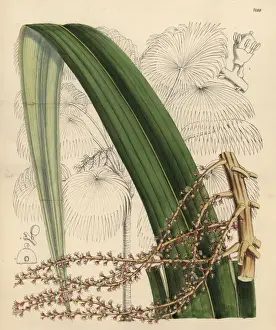 Matilda Prints: Thrinax excelsa, palm tree native to Jamaica