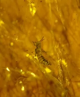 Miocene Gallery: Thrip in amber