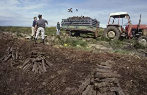 Images Dated 27th August 2019: Throwing peat into trailer during peat cutting, County Clare