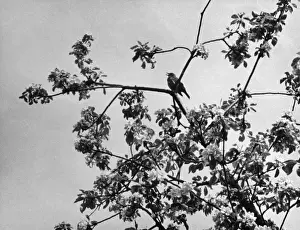 Thrush in an Apple Tree