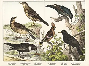 Thrushes, blackbird and Bohemian waxwing