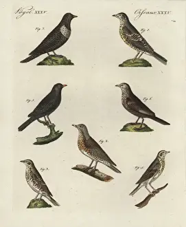 Blackbird Prints: Thrushes, blackbird and ring ouzel