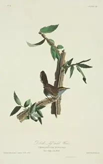 Throat Prints: Thryomanes bewickii, Bewicks wren