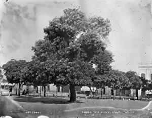 Thubo tree, Montevideo, Uruguay