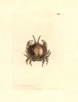 Polished Prints: Thumbnail crab, Thia scutellata