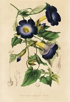 Thunbergia chrysops