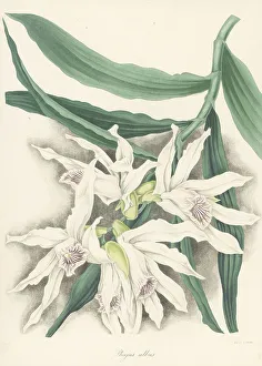 Magazine Of Botany Prints: Thunia alba orchid