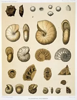 Foraminifera Collection: Thurammina - Cyclammina