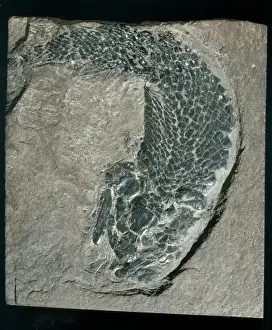Osteichthyes Prints: Thursius pholidotus, fossil fish