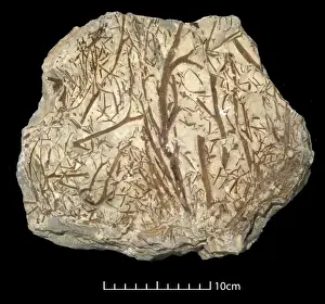 Polypodiophyta Prints: Thursophyton elberfeldense
