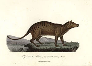 Primevere Collection: Thylacine, Thylacinus cynocephalus. Extinct