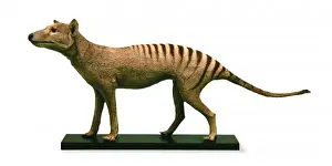 Thylacinus cynocephalus, thylacine