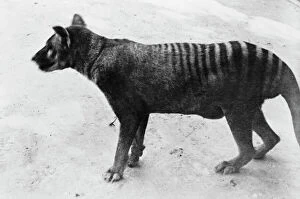 Images Dated 17th April 2013: Thylacinus cynocephalus, thylacine