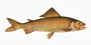 Thymallus thymallus, or Grayling