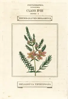 Duppa Prints: Thyme honey-myrtle, Melaleuca thymifolia