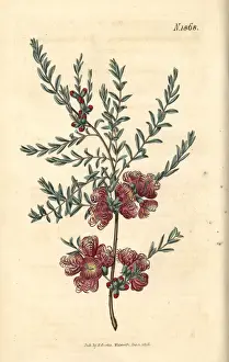 Melaleuca Prints: Thyme-leaved melaleuca, Melaleuca thymifolia