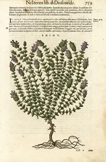 Anazarbeo Gallery: Thyme, Thymus vulgaris