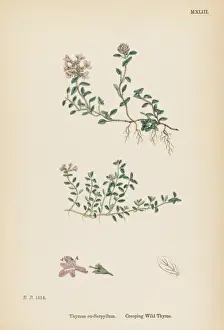 Thymus Eu-Serpyllum