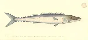 Perciform Prints: Thyrsites atun, barracuda