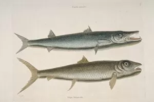 Mark Catesby Collection: Thyrsites atun, barracuda & Albula vulpes, vulpis