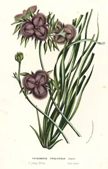 Thysanotus multiflorus
