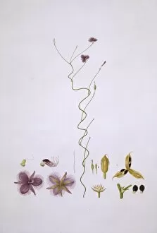 Thysanotus patersonii, twining fringe-lily