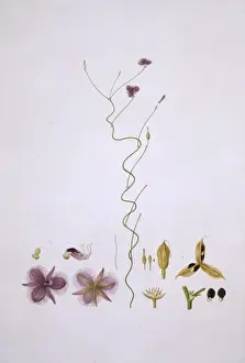 Fringe Prints: Thysanotus patersonii, twining fringe-lily