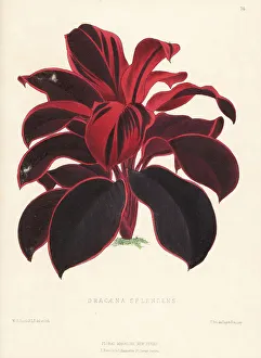 Reeve Prints: Ti plant, palm lily, cabbage palm, Cordyline fruticosa