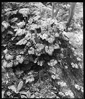 Saxifragaceae Prints: Tiarella Cordifolia (Foamflower)