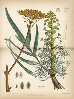 Narthex Prints: Tibetan asafoetida or sip, Ferula narthex