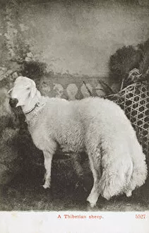 Tailed Collection: Tibetan fat-tailed sheep