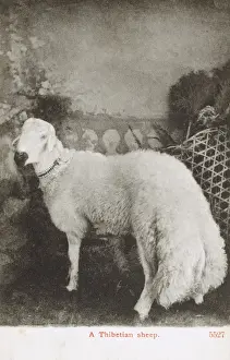 Tibetan Prints: Tibetan fat-tailed sheep