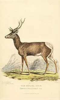 Tibetan red deer, Cervus canadensis wallichi. Endangered