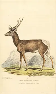 Griffith Prints: Tibetan red deer, Cervus canadensis wallichi. Endangered