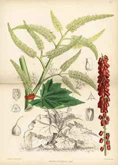 Tibetan rhubarb, Rheum officinale