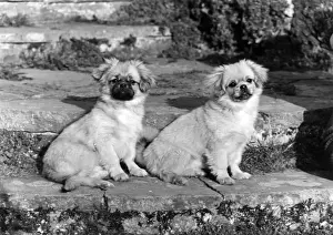 Spaniels Prints: TWO TIBETAN SPANIELS