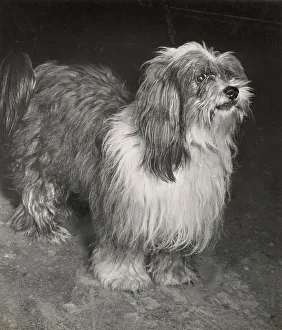 Tibetan Terrier