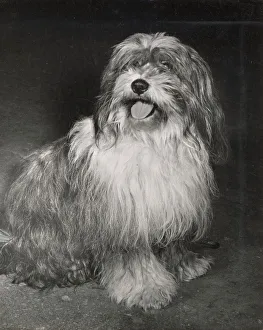 Tibetan Terrier