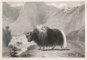 Tibetan Yak