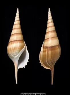 Conch Collection: Tibia insulae-chorab, Arabian tibia