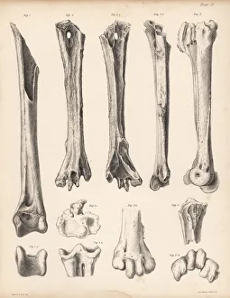 Tibia Collection: Tibia and metatarsus of the extinct Rodrigues
