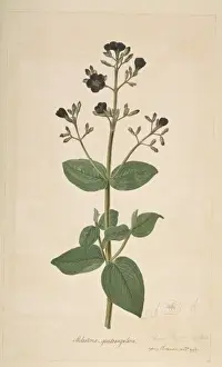 Arctoidea Prints: Tibouchina clavata, bears ear