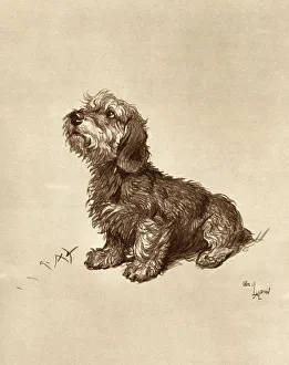 Telling Collection: Ticked Off by Cecil Aldin