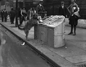 Situations Prints: TIDY DOG
