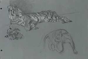 Reclined Collection: A Tiger