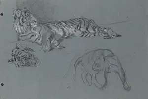 A Tiger