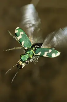 Tiger beetle in flight