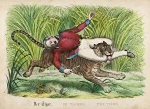 Tiger Collection: Tiger Carries Off Man